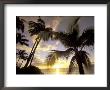 Sunset And Palm Tree, Kihei Beach, Maui, Hawaii, Usa by Darrell Gulin Limited Edition Print