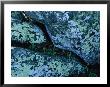 Greenstone Rock Covered With Lichens On Thunder Ridge by Raymond Gehman Limited Edition Print