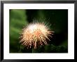 Green Urchin, Spawning, Loch Carron, Scotland by Sue Scott Limited Edition Pricing Art Print