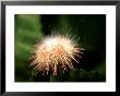 Green Urchin, Spawning, Loch Carron, Scotland by Sue Scott Limited Edition Print