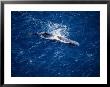 Sperm Whale At Surface, New Zealand by Gerard Soury Limited Edition Print