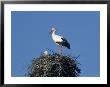 White Storks, Ciconia Ciconia On A Nest by Walter Geiersperger Limited Edition Print