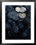 Ancient Coins From Shetland Islands Shipwreck by Bates Littlehales Limited Edition Print