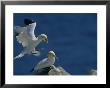 A Pair Of Northern Gannets On Cliffs Above The Atlantic Ocean by Norbert Rosing Limited Edition Print