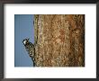 Red Cockaded Woodpecker On A Tree Trunk by Raymond Gehman Limited Edition Print