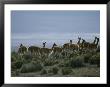 Vicunas Search For Food In The Highlands Of The Atacama Desert by Joel Sartore Limited Edition Print