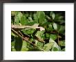 Chinese Praying Mantis by Brian Gordon Green Limited Edition Print