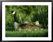 Canada Goose, Branta Canadensis With Goslings Montana, Usa by Alan And Sandy Carey Limited Edition Print