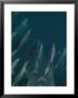 A Pod Of Bottlenose Dolphins Bow-Riding by Ralph Lee Hopkins Limited Edition Print