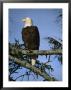 Bald Eagle Perched On Branch by Michael Melford Limited Edition Pricing Art Print