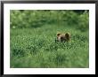A Brown Bear In Lush Tall Grass by Klaus Nigge Limited Edition Print