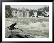Great Blue Heron Stretches Its Neck Toward The Potomac River by Skip Brown Limited Edition Pricing Art Print
