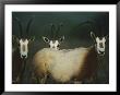 A Group Of Scimitar Horned Oryxes by Joel Sartore Limited Edition Pricing Art Print