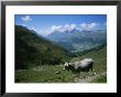 Cattle On A Hillside With The Town Of Saint Moritz In The Distance by Taylor S. Kennedy Limited Edition Print