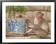 Long Tail Macaque, Thailand by Gavriel Jecan Limited Edition Pricing Art Print