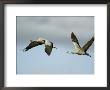 Pair Of Common Cranes In Flight by Klaus Nigge Limited Edition Print