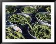 Green Beans In Tin Buckets For Sale At A Market In Nice by David Evans Limited Edition Print