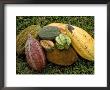 Varieties Of Cocoa, Ghana by Bob Burch Limited Edition Print