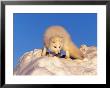 Arctic Fox, Winter Pelage, Alopex Lagopus by Robert Franz Limited Edition Pricing Art Print