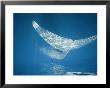 Close View Of The Flukes And Foreshortened Body Of A Finback Whale by Nick Caloyianis Limited Edition Print