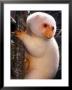 A Cuscus Clinging To A Tree Trunk by Darlyne A. Murawski Limited Edition Print