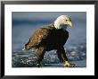 An American Bald Eagle Walks Hunts Along The Shoreline by Klaus Nigge Limited Edition Print