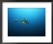 An Endangered Hawksbill Turtle Swims Towards The Waters Surface by Brian J. Skerry Limited Edition Pricing Art Print
