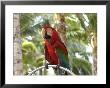 Parrot At Radisson Resort, Palm Beach, Aruba, Caribbean by Lisa S. Engelbrecht Limited Edition Pricing Art Print
