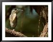 Little Heron In Bandhavgarh National Park, India by Dee Ann Pederson Limited Edition Print