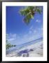 Overhanging Palms And Beach Of Enemanit Island, Tropical Marshall Islands by Stuart Westmoreland Limited Edition Print