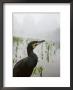 Cormorant By The Li River, China by Keren Su Limited Edition Print