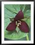 Purple Trillium, Port Huron, Michigan, Usa by Claudia Adams Limited Edition Print