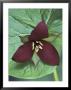 Purple Trillium, Port Huron, Michigan, Usa by Claudia Adams Limited Edition Pricing Art Print