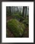 Young Spruce Tree Peeks Above Granite Boulders Patched With Moss, Baxter State Park, Maine by George F. Mobley Limited Edition Print