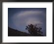 A Lenticular Cloud Over A Joshua Tree Near Walker Pass by Gordon Wiltsie Limited Edition Print