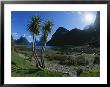 Tropical Trees In Milford Sound With Mitre Peak In Background by Todd Gipstein Limited Edition Print