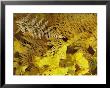 Close View Of Ferns And Fallen Leaves In Autumn Color by Marc Moritsch Limited Edition Print