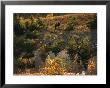 Three Bull Moose (Alces Alces) Feed Together In The Fall by Raymond Gehman Limited Edition Print