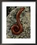A Millipede Curled On A Rock by George Grall Limited Edition Print