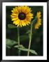 A Sunflower On A Sunny Summer Day by Taylor S. Kennedy Limited Edition Pricing Art Print