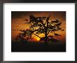 The Silhouette Of A Pine Tree On Ravens Roost Overlook by Raymond Gehman Limited Edition Print
