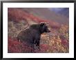 Female Grizzly Bear In Alpine Tundra, Denali National Park, Alaska, Usa by Hugh Rose Limited Edition Print
