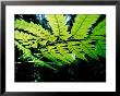 Backlit Leaves, Barro Colorado Island, Panama by Christian Ziegler Limited Edition Print