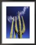Saguaro Cactus, Catavina Desert National Reserve, Baja Del Norte, Mexico by Gavriel Jecan Limited Edition Print