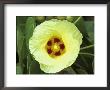 Yellow Flower Bloom On Tree, Cayman Islands by Georgienne Bradley Limited Edition Print