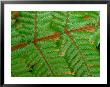 Macro View Of Fern, New Zealand by William Sutton Limited Edition Print
