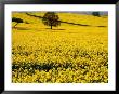 Field Of Oil-Rape Seed, Spring, Harvington, United Kingdom by Barbara Van Zanten Limited Edition Print