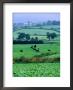 Milking Cows In Paddock, United Kingdom by Oliver Strewe Limited Edition Print