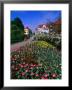 Spring Flowers In Angelholm City Park, Angelholm, Skane, Sweden by Anders Blomqvist Limited Edition Print