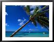 Sea View Beyond Palm Tree, La Romana, La Romana, Dominican Republic by Greg Johnston Limited Edition Pricing Art Print